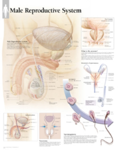 Book cover of: Male Reproductive System Paper Poster. By: Scientific Publishing