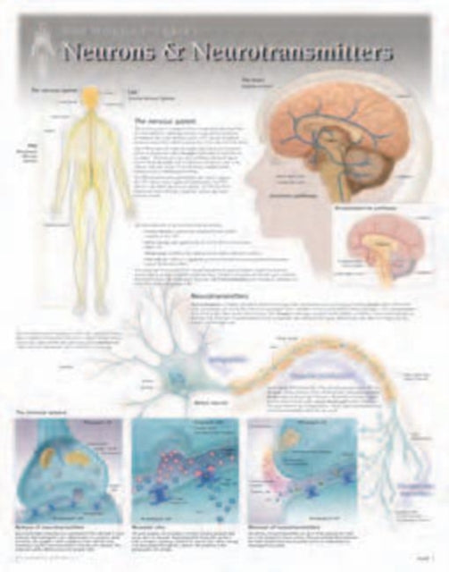Book cover of: Neurons & Neurotransmitters Laminated Poster