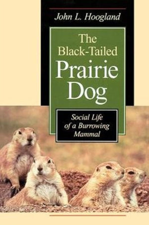 Black-Tailed Prairie Dog