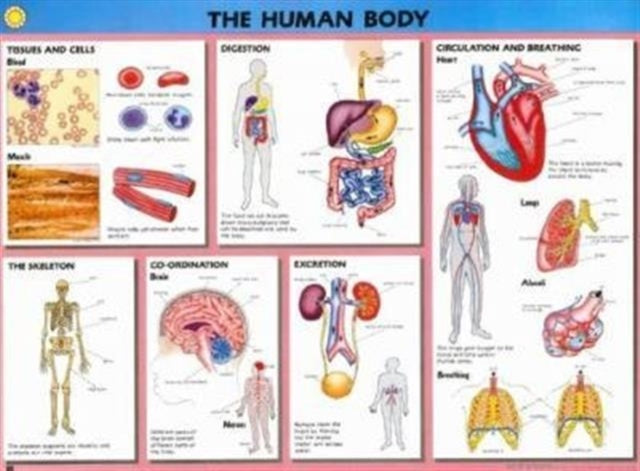 Book cover of: Human Biology Wallchts Pack(10. By: Macmillan