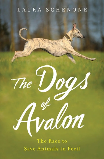 Book cover of: Dogs of Avalon. By: Laura Schenone