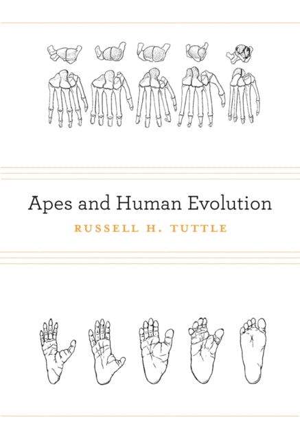 Book cover of: Apes and Human Evolution. By: Russell H. Tuttle