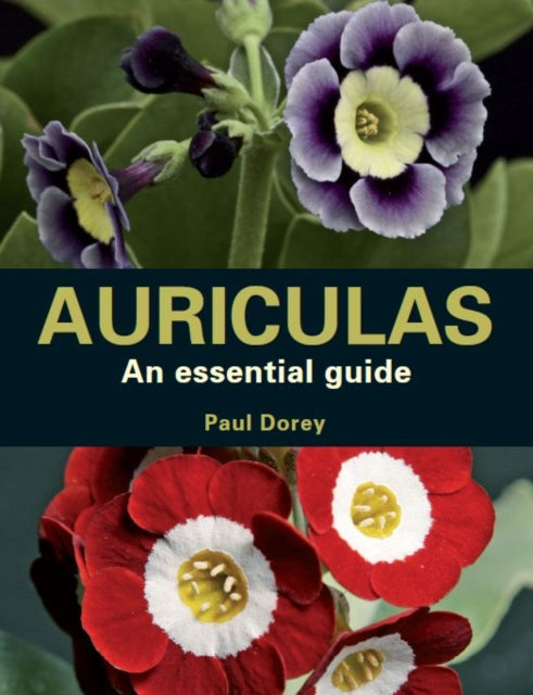 Auriculas, An Essential Guide 9780719841804 Paul Dorey