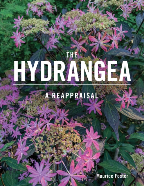 Hydrangea, A Reappraisal 9780719842832 Maurice Foster