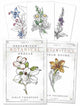 Book cover of: Hedgewitch Botanical Oracle. By: Siolo Thompson