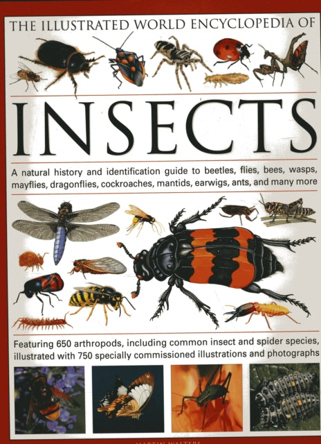 Book cover of: Illustrated World Encyclopaedia of Insects