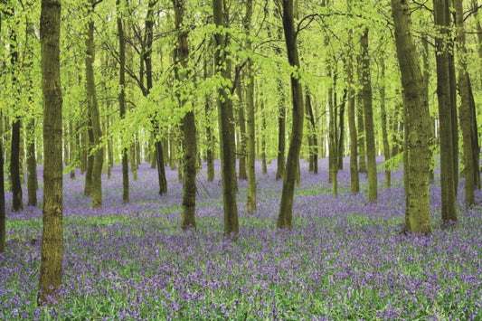 Book cover of: Memo Block - Bluebells. By: Peony Press