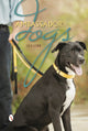Book cover of: Ambassador Dogs