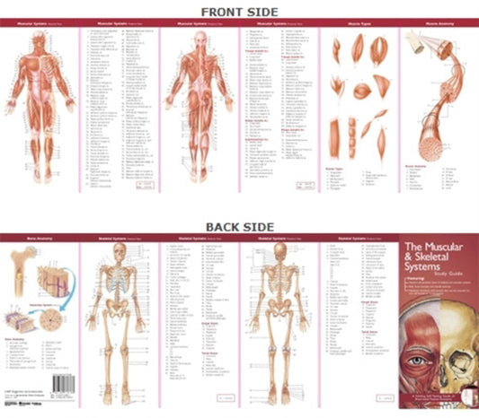 Book cover of: Anatomical Chart Company's Illustrated Pocket Anatomy: The Muscular & Skeletal Systems Study Guide. By: Anatomical Chart Company