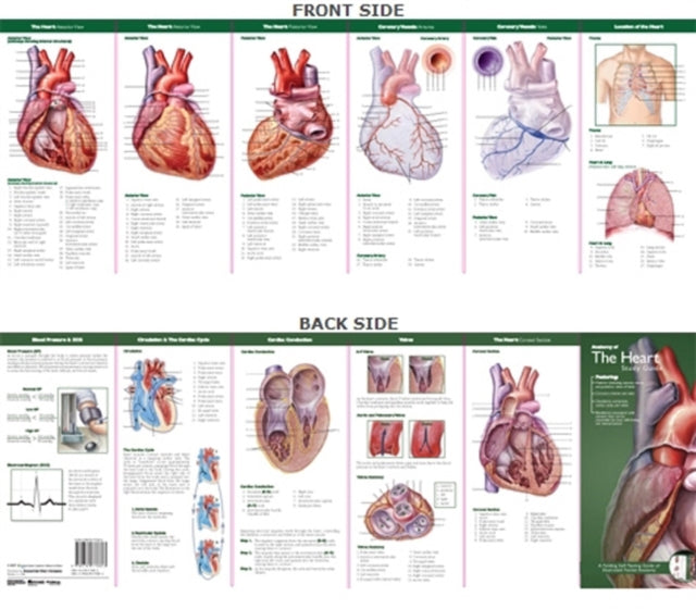 Book cover of: Anatomical Chart Company's Illustrated Pocket Anatomy: Anatomy of The Heart Study Guide. By: Anatomical Chart Company
