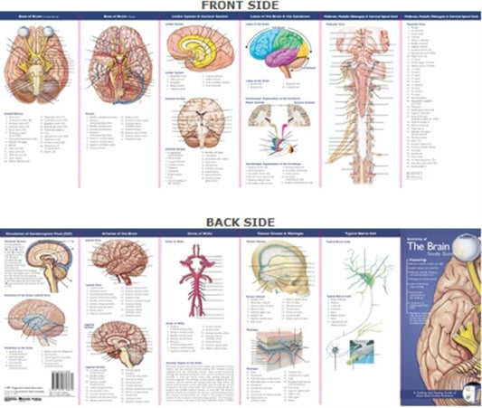 Book cover of: Anatomical Chart Company's Illustrated Pocket Anatomy: Anatomy of The Brain Study Guide. By: Anatomical Chart Company