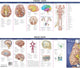 Book cover of: Anatomical Chart Company's Illustrated Pocket Anatomy: Anatomy of The Brain Study Guide. By: Anatomical Chart Company