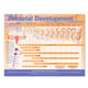 Book cover of: Prenatal Development Anatomical Chart
