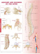 Book cover of: Anatomy and Injuries of the Spine