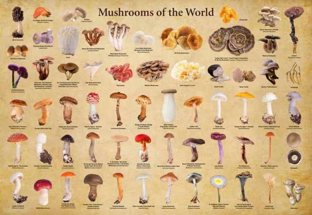 Book cover of: Mushrooms of the World - 1000 Piece Jigsaw Puzzle