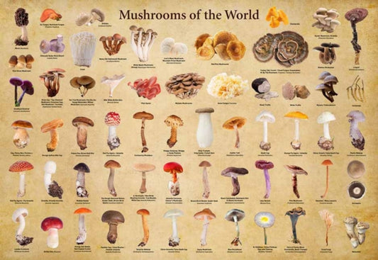 Book cover of: Mushrooms of the World - 1000 Piece Jigsaw Puzzle