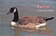 Book cover of: Geese. By: Tricia Veasey