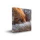 Book cover of: Fox