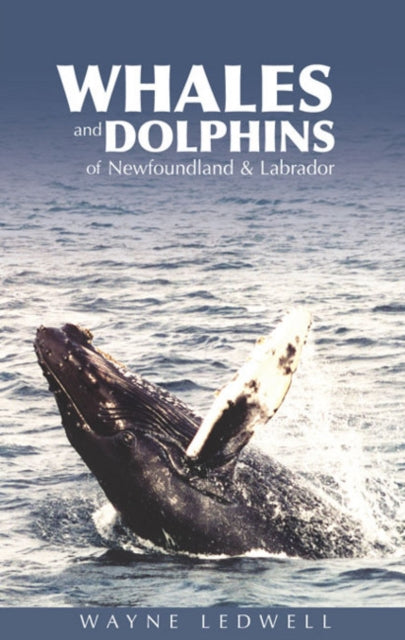 Book cover of: Whales & Dolphins of Newfoundland & Labrador. By: Wayne Ledwell