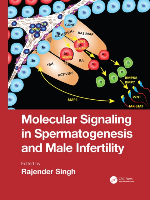 Book cover of: Molecular Signaling in Spermatogenesis and Male Infertility. By: Rajender Singh