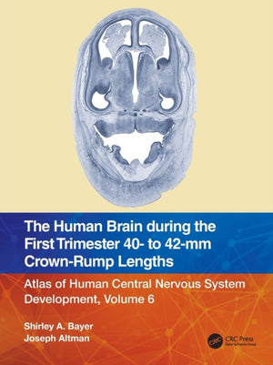 Human Brain during the First Trimester 40- to 42-mm Crown-Rump Lengths