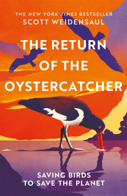 The Return of the Oystercatcher