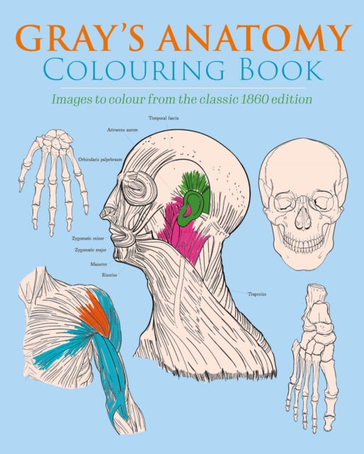 Book cover of: Gray's Anatomy Colouring Book