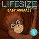 Lifesize Baby Animals 9781405299497 Sophy Henn