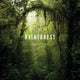 Book cover of: Rainforest. By: Lewis Blackwell