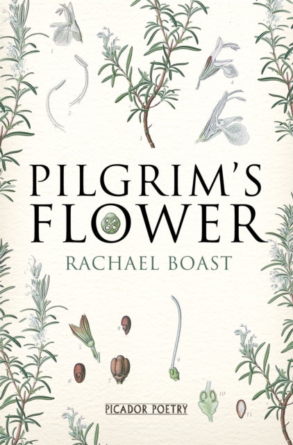 Book cover of: Pilgrim's Flower