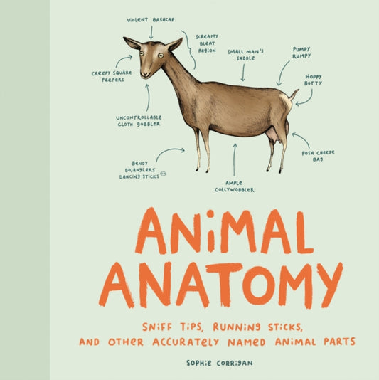 Book cover of: Animal Anatomy. By: Sophie Corrigan