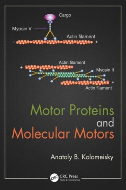 Book cover of: Motor Proteins and Molecular Motors. By: Anatoly B. Kolomeisky