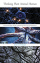 Book cover of: Thinking Plant Animal Human. By: David Wood