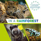 Book cover of: Explore Ecosystems: In a Rainforest. By: Sarah Ridley