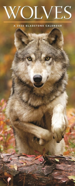 Book cover of: Wolves Deluxe Slim Sunday Start Calendar