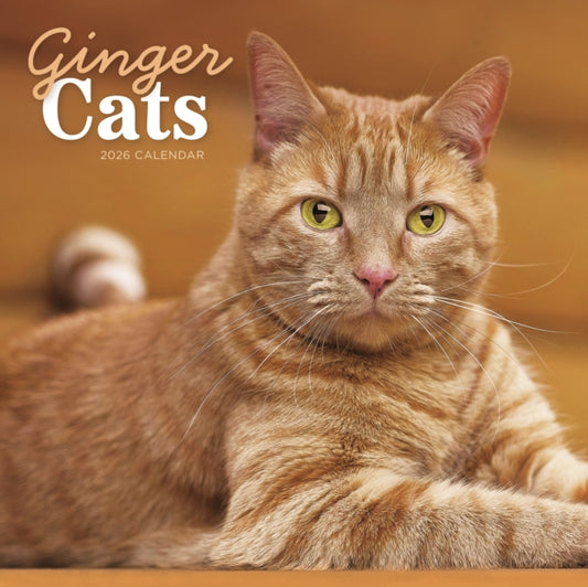 Book cover of: Ginger Cats Square Wall Calendar 2026