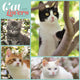 Book cover of: Cat Lovers Square Wall Sunday Start Cale