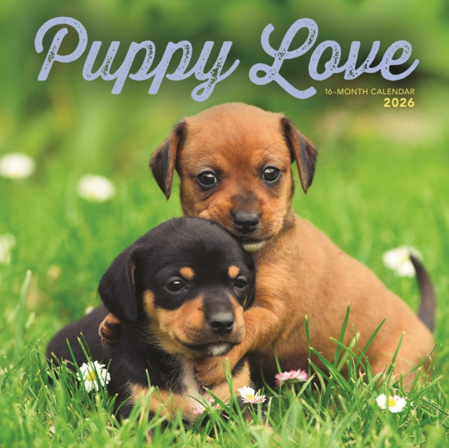 Book cover of: Puppy Love Square Wall Sunday Start Cale