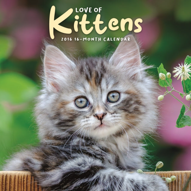 Book cover of: Love Of Kittens Square Mini Sunday Start