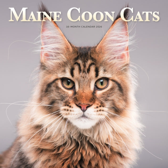 Book cover of: Maine Coon Cats Square Wall Sunday Start
