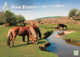 Book cover of: New Forest A4 Calendar 2026
