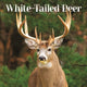Book cover of: White Tailed Deer Square Wall Sunday Sta