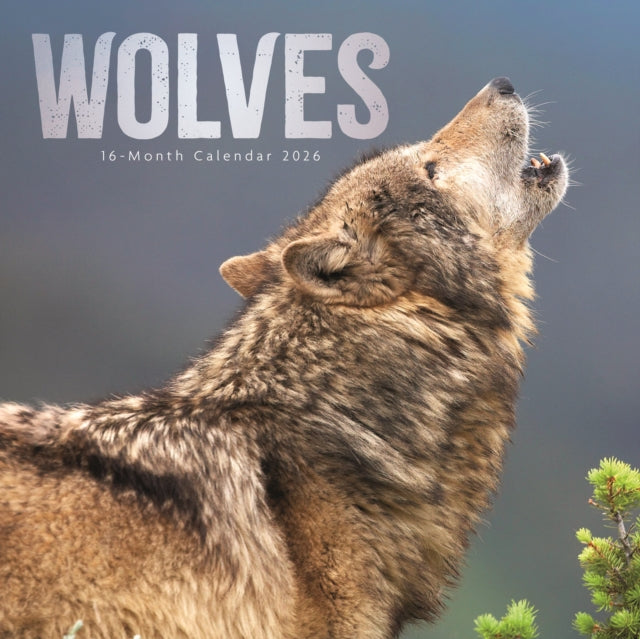 Book cover of: Wolves Square Wall Sunday Start Calendar