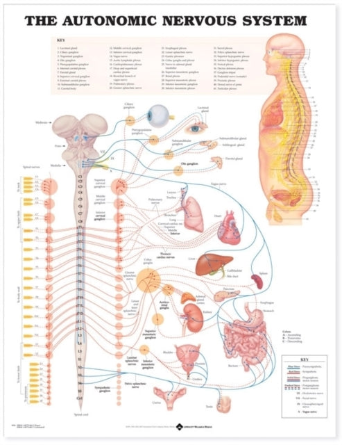 Book cover of: Autonomic Nervous System Anatomical Chart