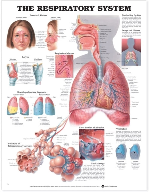 Book cover of: Respiratory System Anatomical Chart. By: Anatomical Chart Company
