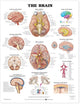 Book cover of: Brain Anatomical Chart