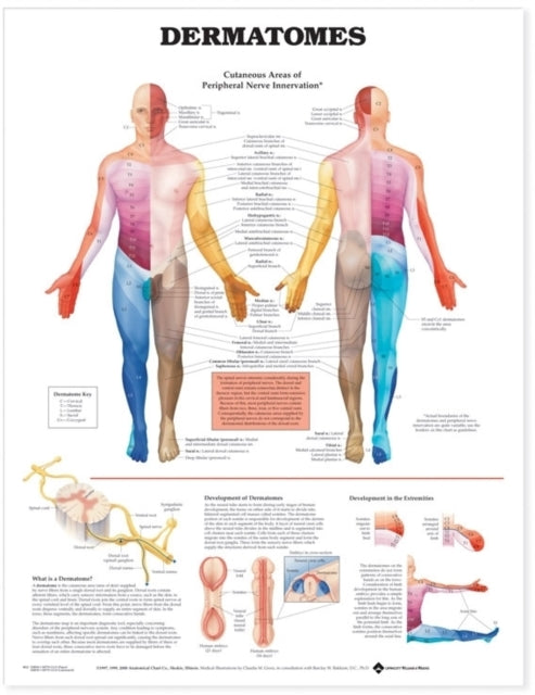 Book cover of: Dermatomes Anatomical Chart. By: Anatomical Chart Company