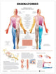 Book cover of: Dermatomes Anatomical Chart. By: Anatomical Chart Company