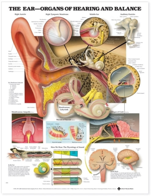 Book cover of: Ear: Organs of Hearing and Balance Anatomical Chart. By: Anatomical Chart Company