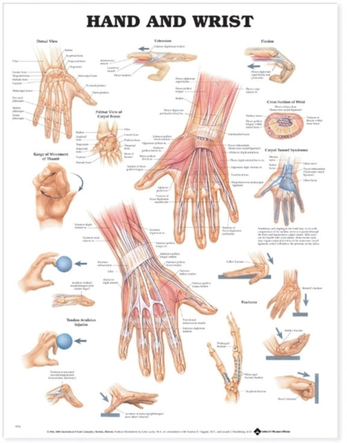 Book cover of: Hand and Wrist Anatomical Chart
